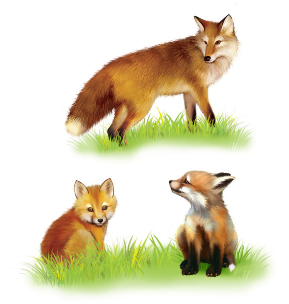 成年红狐，小狐狸玩耍图片下载