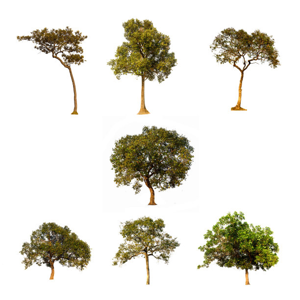 包7树在白色的背景。用于平面设计图片下载