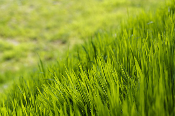 新鲜的草图片下载