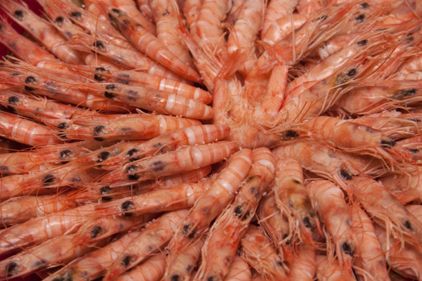 一盘白虾图片下载