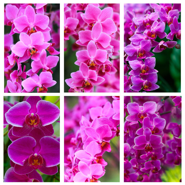 紫罗兰花系列图片下载