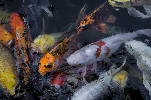锦鲤，彩色花哨的鱼在池塘游泳的特写。图片下载