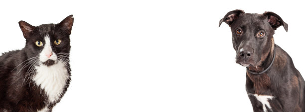 黑色和白色的狗和猫网站横幅图片下载