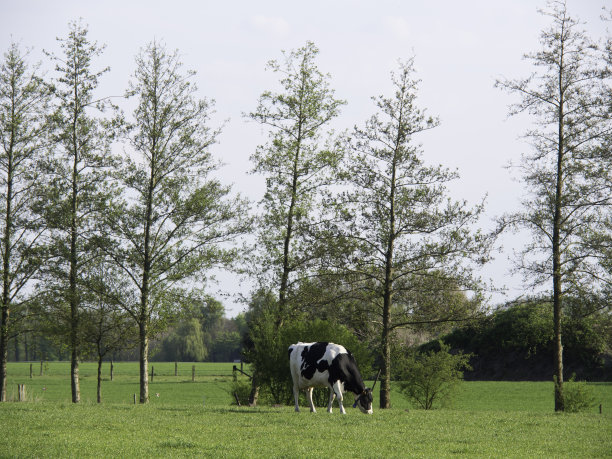 牛在德国图片下载