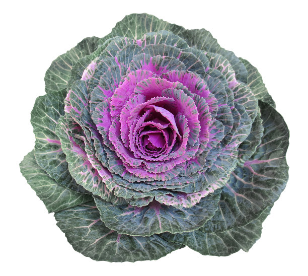 白菜花图片下载