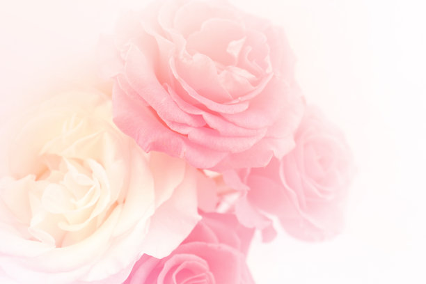 玫瑰花照片素材ID：140972374