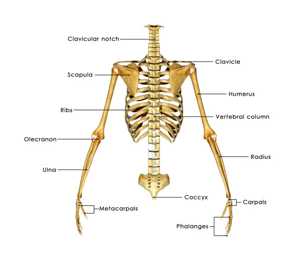 骨架贴上标签图片下载