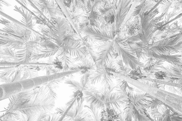 白色背景纹理的棕榈树图片下载