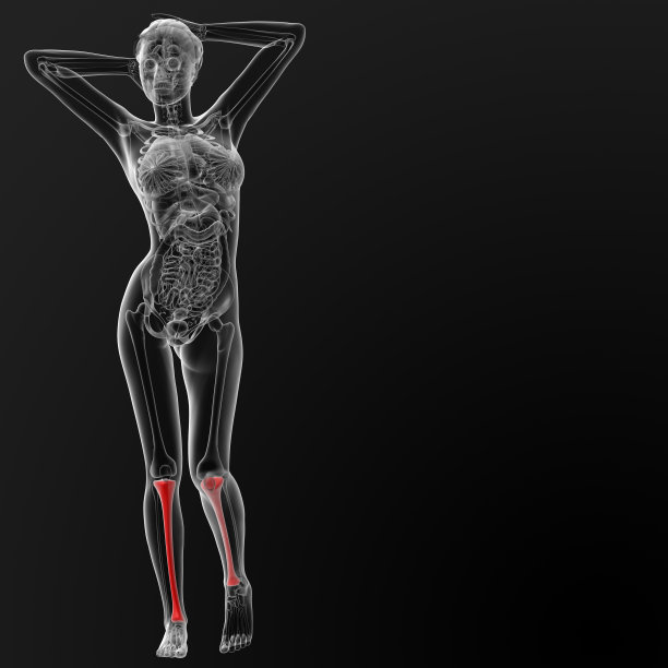 女性胫骨的3d渲染图图片下载