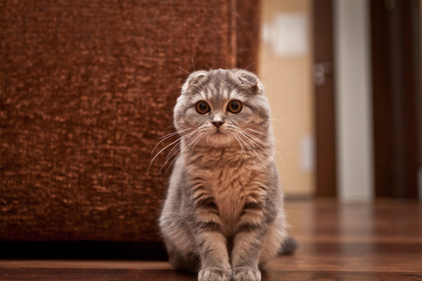 苏格兰折耳猫的猫图片下载