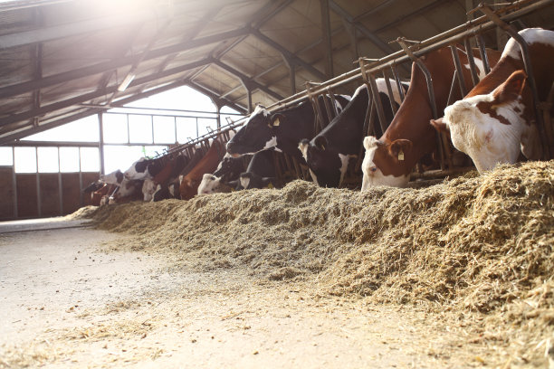 奶牛的农场图片下载