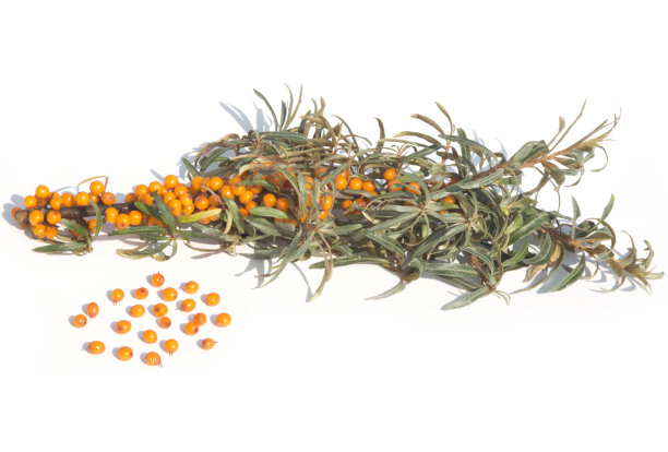 常见的沙棘图片下载