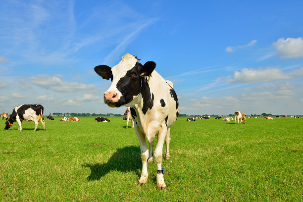 绿色农田上的荷斯坦奶牛图片下载