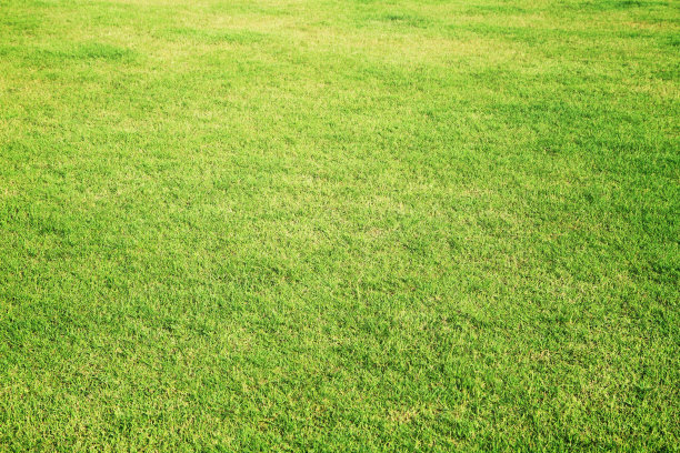 绿草的背景图片下载