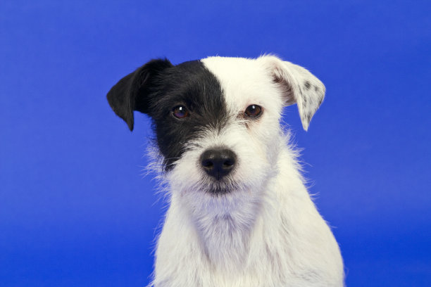 黑色和白色图片下载