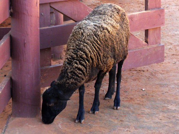 羊(羊属白羊座)图片下载