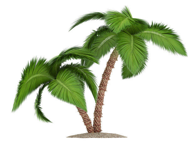 棕榈树图片下载