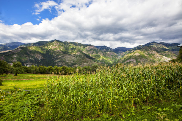 玉米地和美丽的bida图片下载