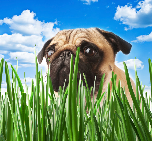 草丛里的小狗图片下载