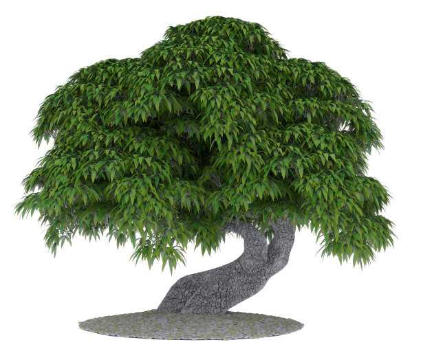 树孤立的白色背景图片下载