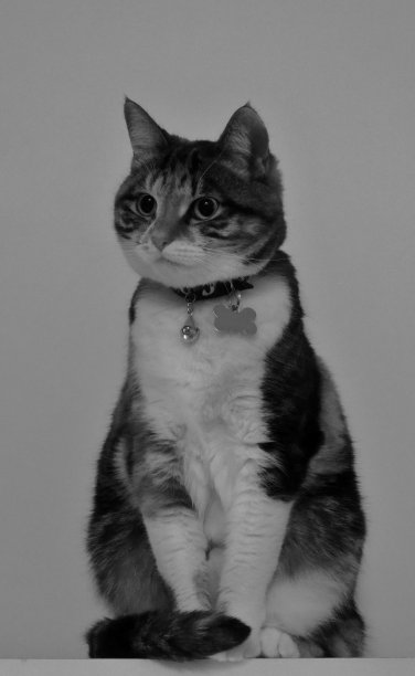 可爱的站立黑白图片下载