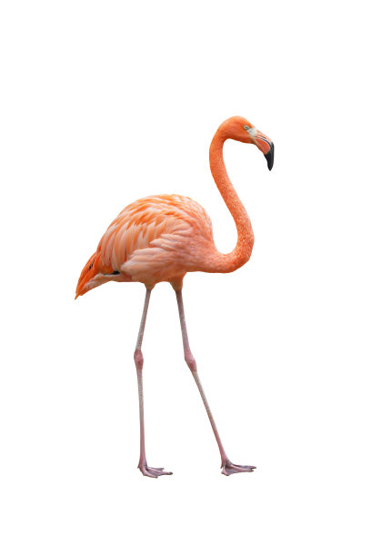 火烈鸟图片下载
