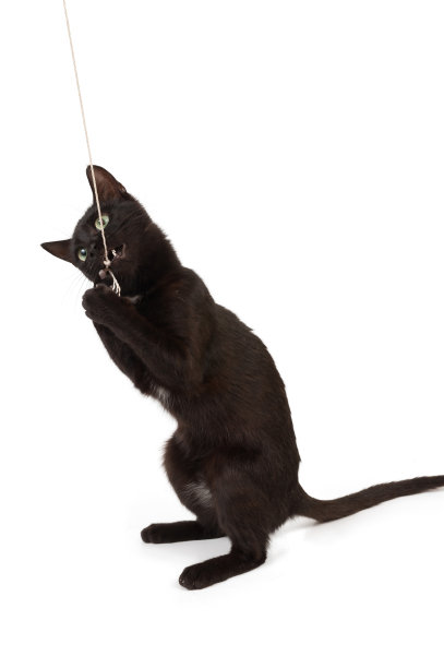 黑色的小猫图片下载