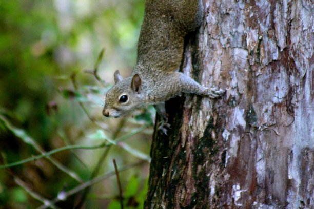 松鼠特写图片下载