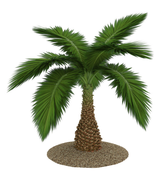棕榈树图片下载