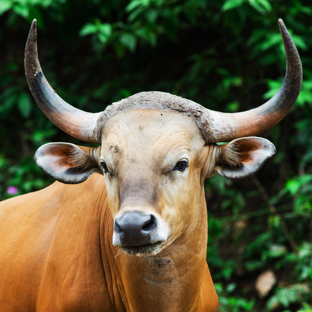 野牛图片下载