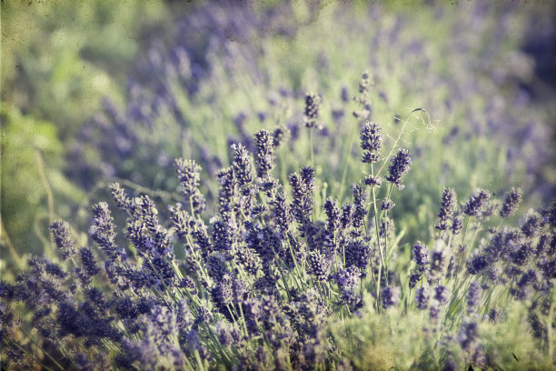 田间的薰衣草图片下载
