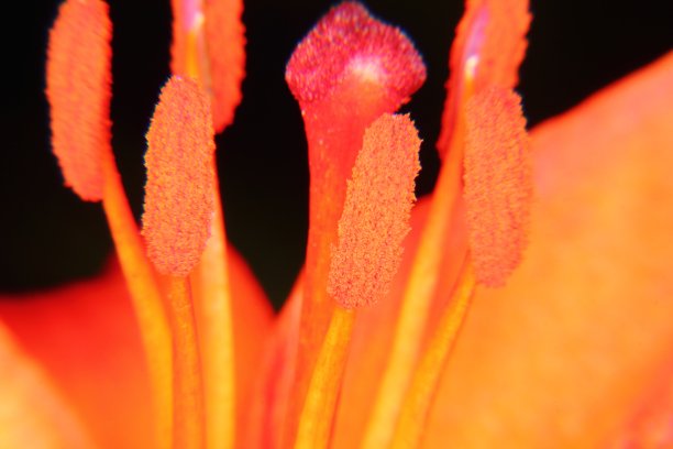 莉莉。花园的花。图片下载