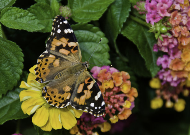 花上的桦斑蝶图片下载