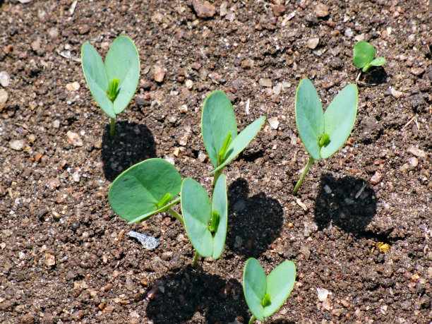 新鲜的豆芽图片下载