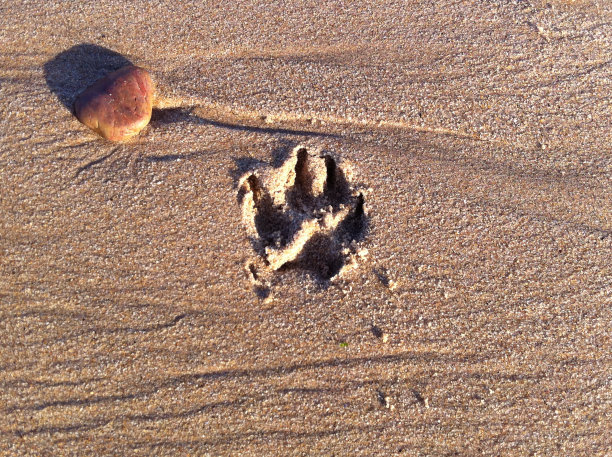 .dog的马克。图片下载