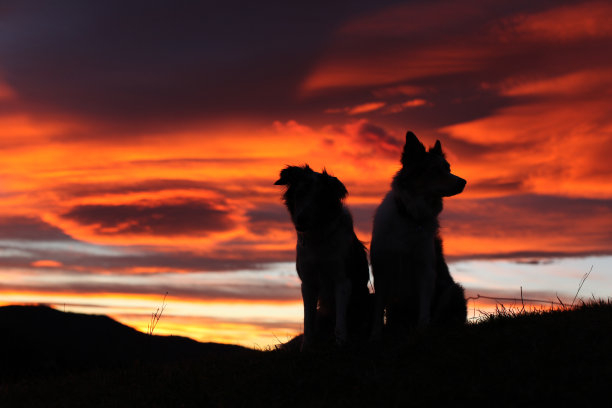 橙色日落时，两只边境牧羊犬的剪影图片下载