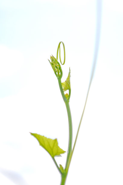 摘要宏观背景大球菌tamlueng图片下载