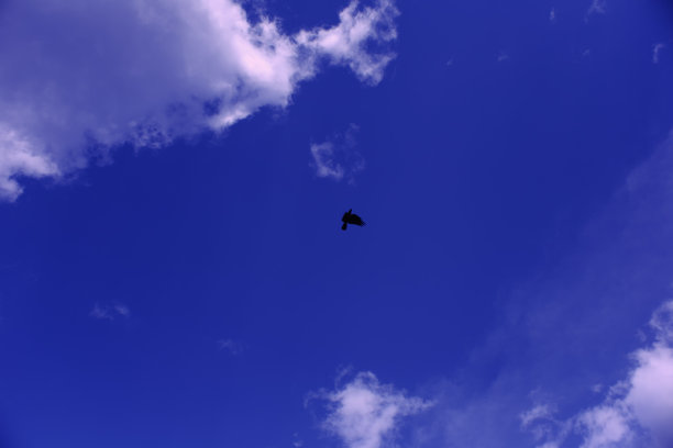 蓝天和阳光，白云和飞翔的黑乌鸦图片下载