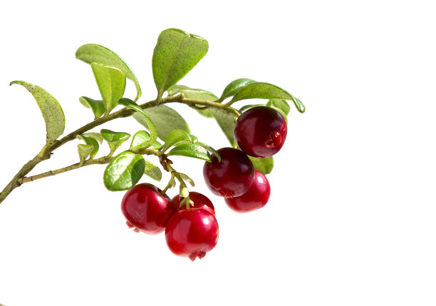 树枝上的越橘。图片下载