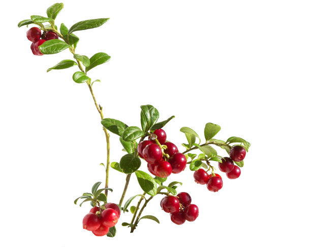 树枝上的越橘。图片下载