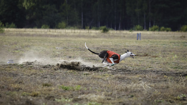 灰狗狗跑。追逐，激情和速度图片下载