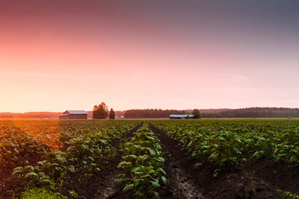 日落中的马铃薯田素材图片