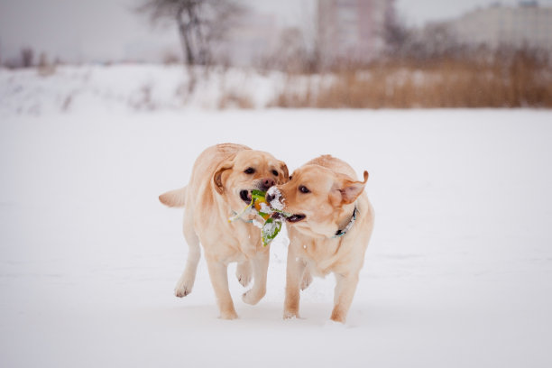 拉布拉多猎犬妈妈和她的小狗图片下载