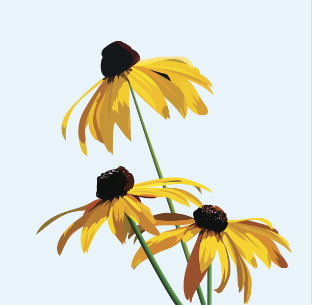 花黄雏菊属图片下载