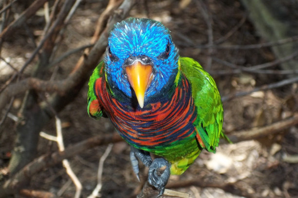 五颜六色的鸟脸图片下载