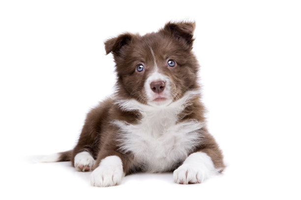 边境牧羊犬幼犬在一个白色的背景图片下载