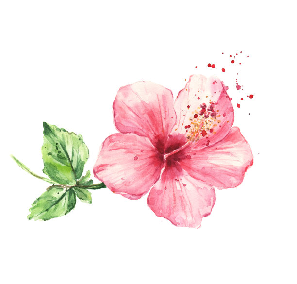 扶桑花水彩画素材图片