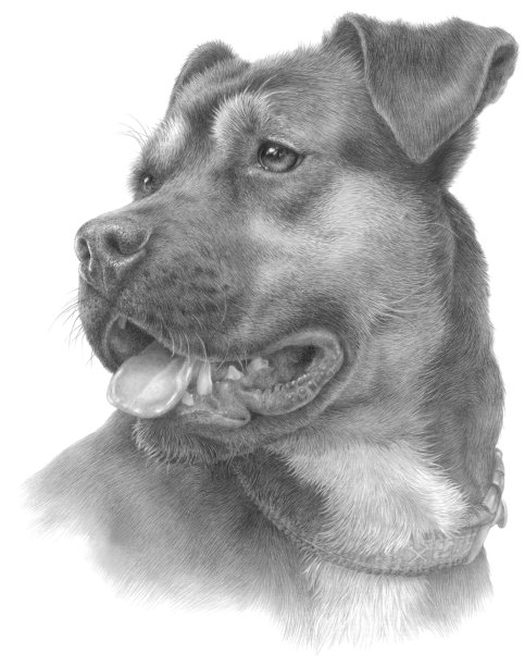 凯蒂的Pitweiler图片下载