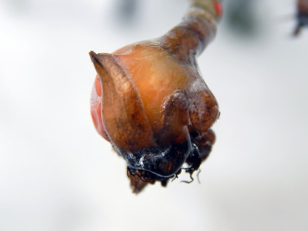 冰冻的玫瑰果浆果图片下载