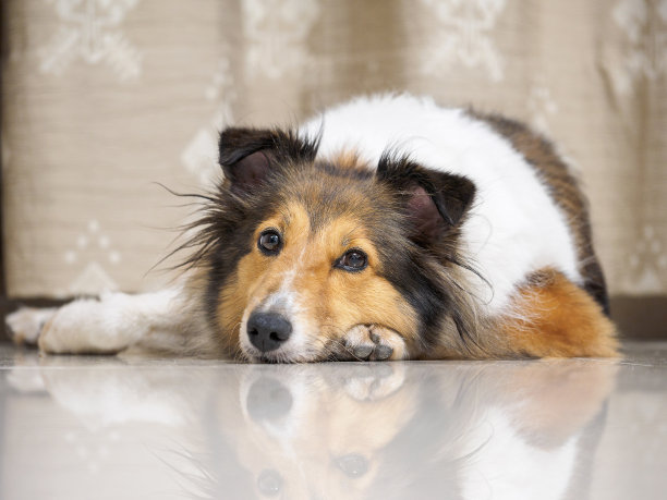 特写可爱的牧羊犬躺在地板上，看着茫然，聚焦于眼睛，浅景深的领域图片下载